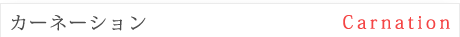 カーネーション