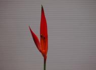アンドロメダ 赤ヘリコニア